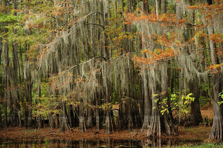 Ancient Cypress Forest Photograph by Iris Greenwell