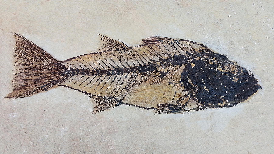 Ancient Fish Digital Art by Julian Perry