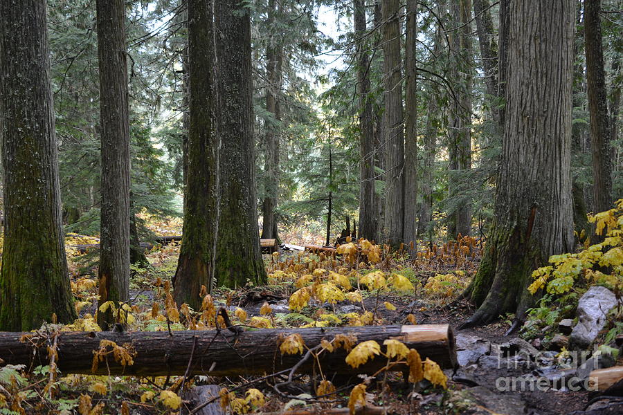Ancient Forest - British Columbia Photograph by Vivian Martin