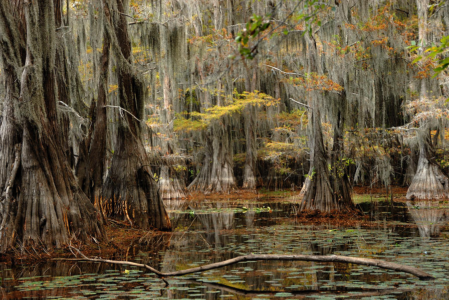 Ancient Forest in the Lake Photograph by Iris Greenwell