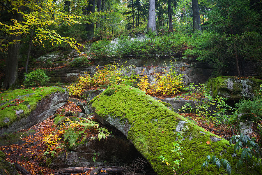 Ancient Forest Wilderness in Autumn Photograph by Artur Bogacki