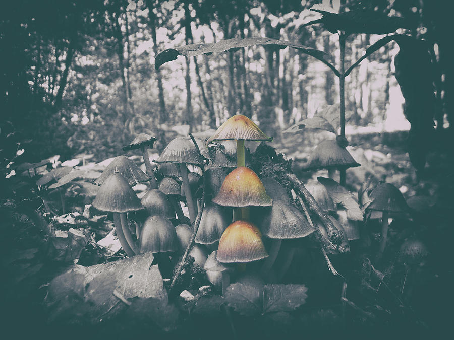 Ancient Fungus Forest Photograph by Phillip W Strunk | Fine Art America