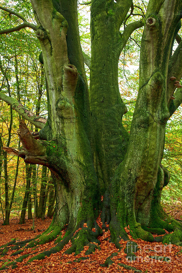 Ancient German Oak Trees in Sababurg Photograph by Heiko Koehrer-Wagner