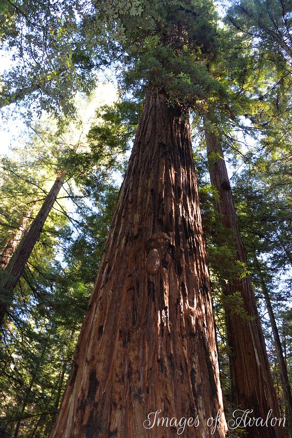 Ancient Giant Photograph By Kristen Haffner - Fine Art America