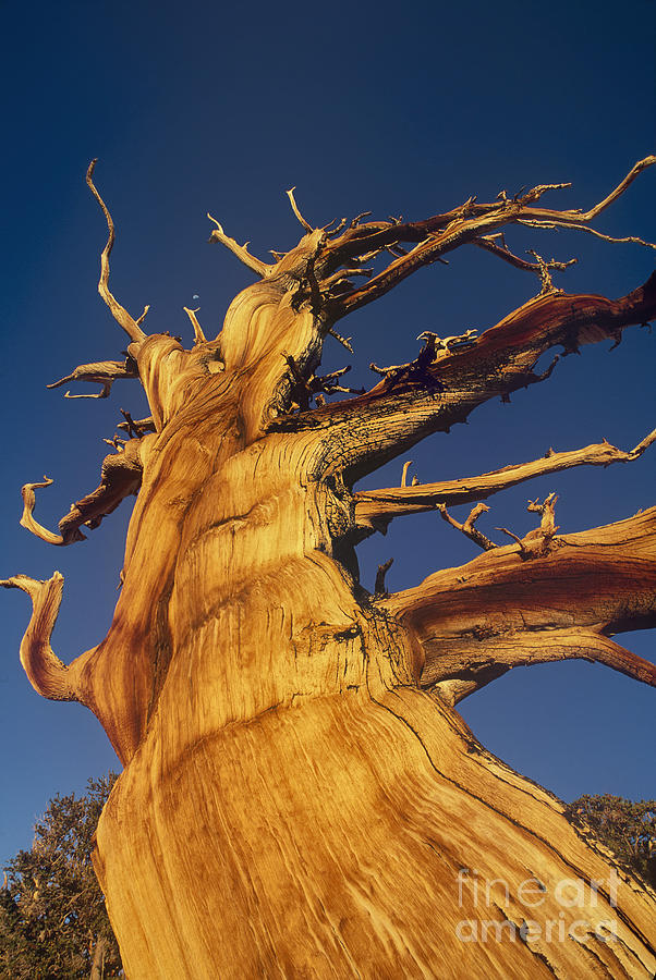 Ancient Gnarled Bristlecone Pine Pinus Longeava Photograph by Dave Welling