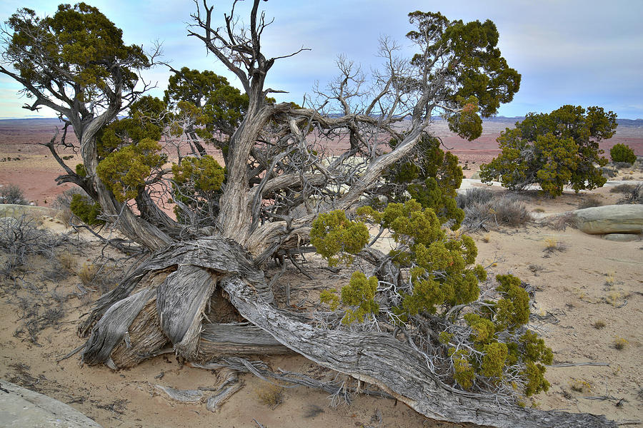 Ancient Juniper Tree at Salt Creek Canyon Rest Area on I-70 in Utah Photograph by Ray Mathis