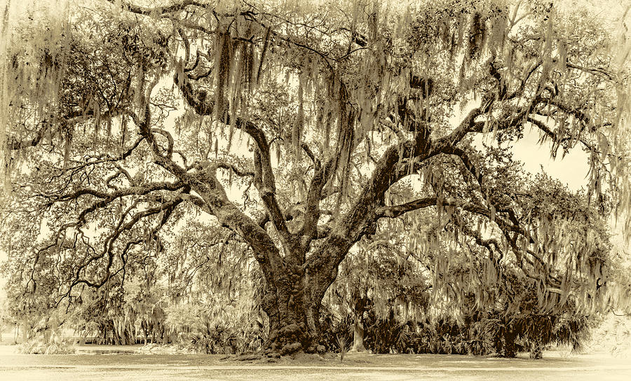 Nature Photograph - Ancient Live Oak 2 - Sepia by Steve Harrington