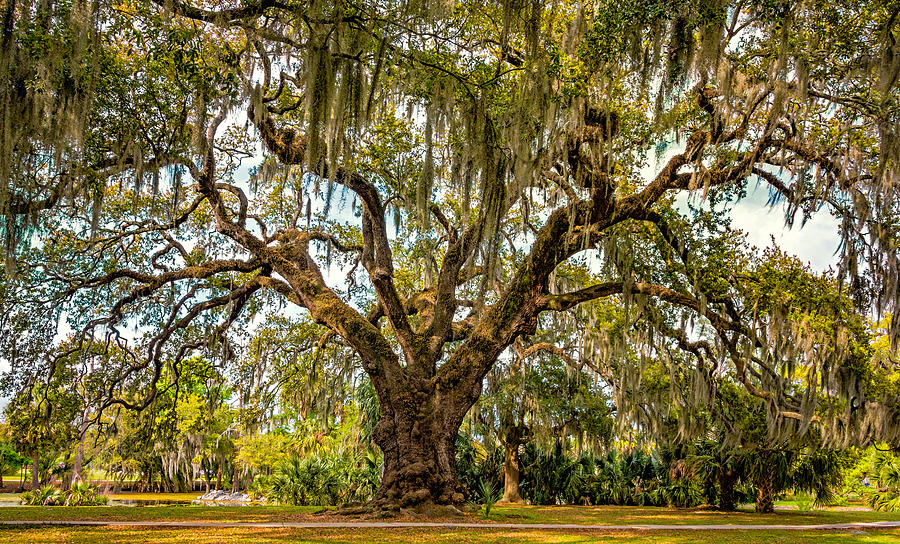 Ancient Live Oak 2 Photograph by Steve Harrington | Fine Art America