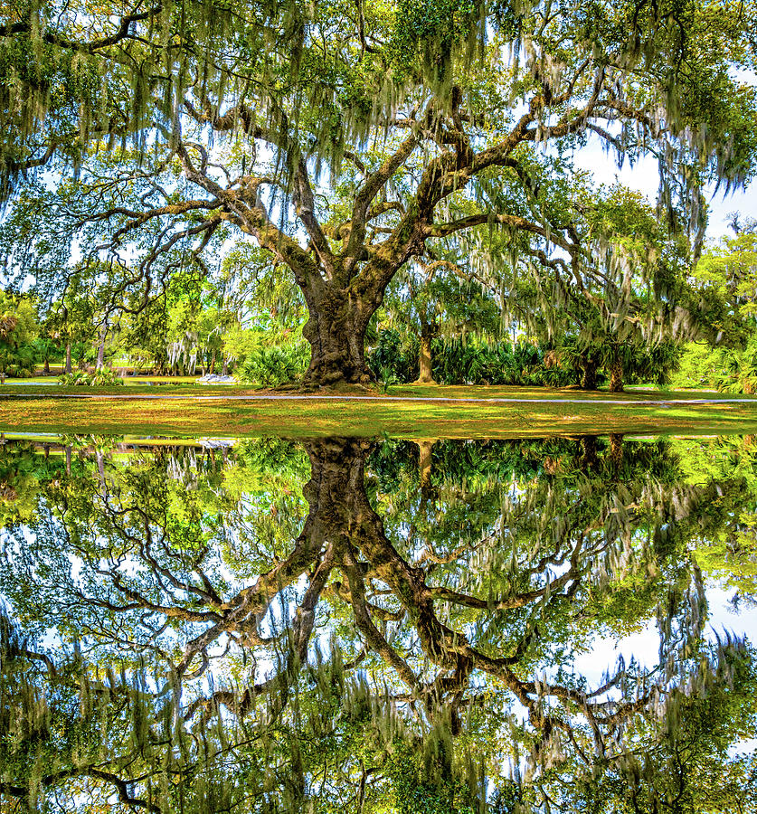 Ancient Live Oak - Reflection Photograph by Steve Harrington