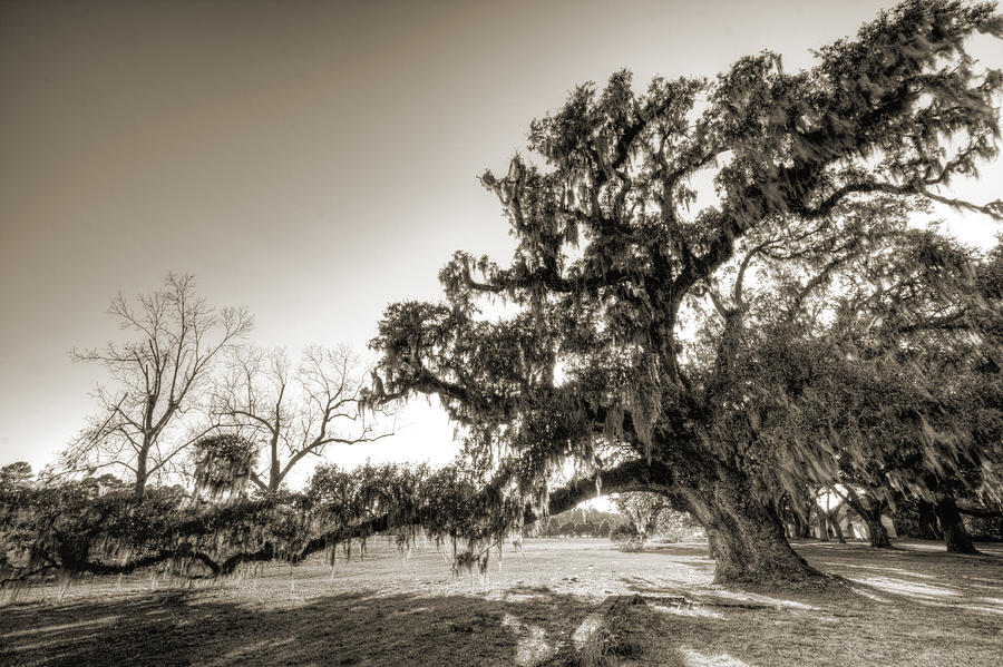 Ancient Live Oak Tree Photograph by Dustin K Ryan