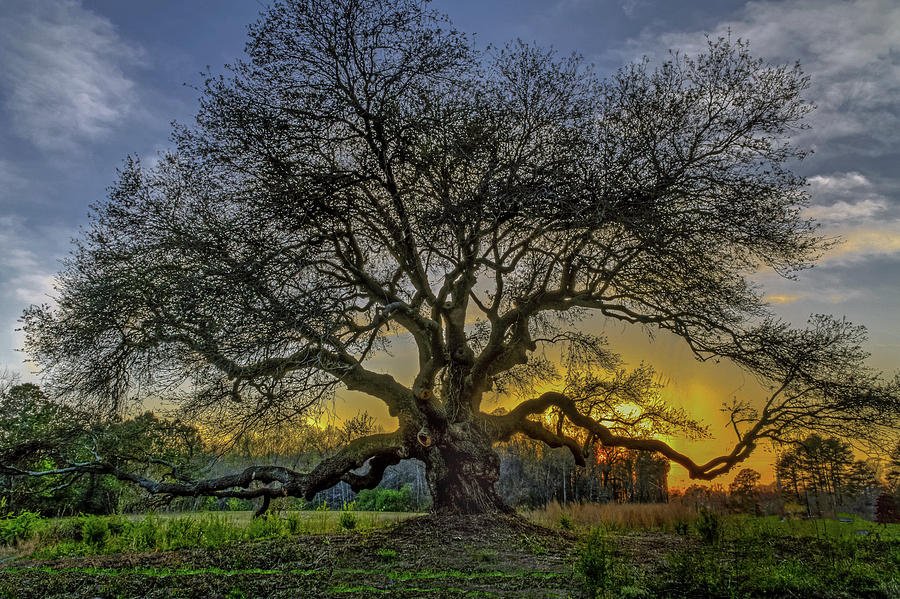 Ancient Live Oak Tree Photograph by Jerry Gammon