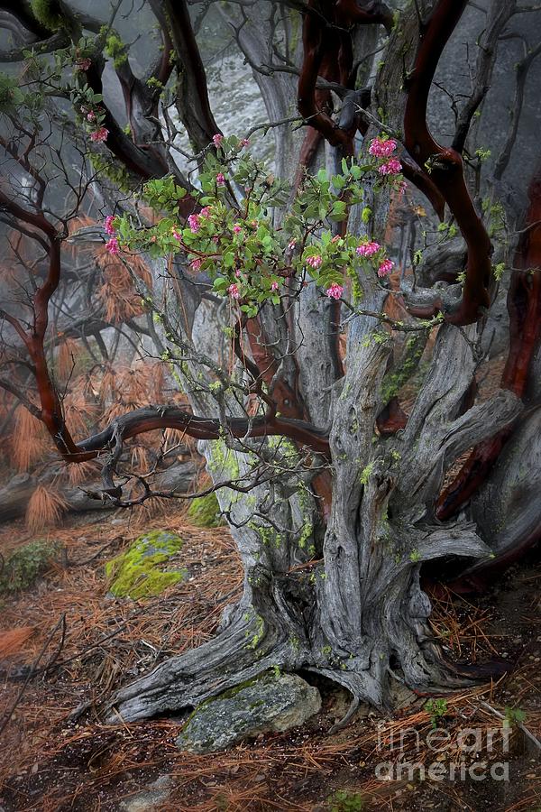 Ancient Manzanita with Moss and Blooms Photograph by Gus McCrea