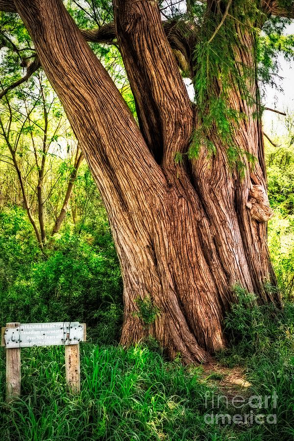Ancient Montazuma Cypress Photograph by Imagery by Charly