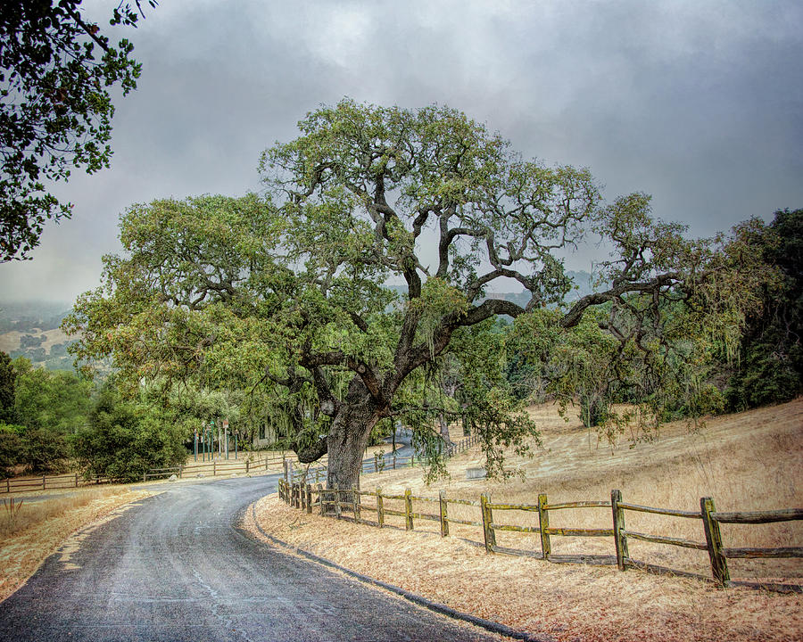 Ancient Oak 3 Photograph by Joan Baker