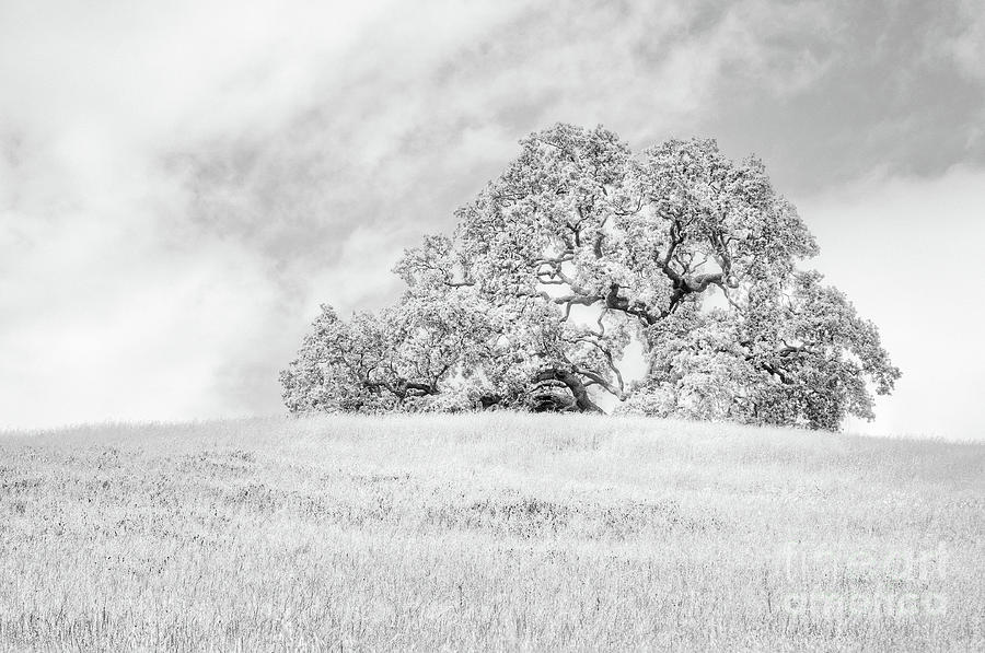 Ancient Oak Photograph by Dean Birinyi