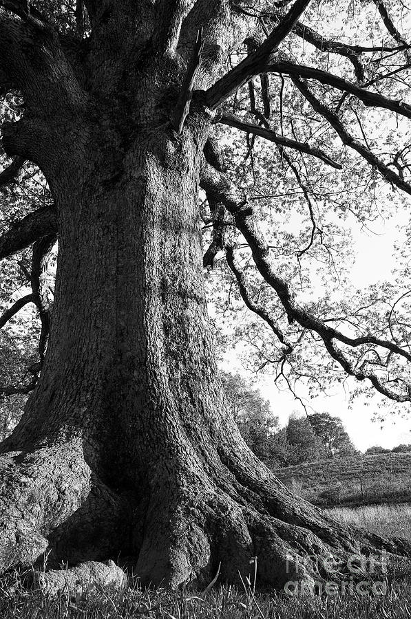 Black And White Photograph - Ancient Oak by Thomas R Fletcher