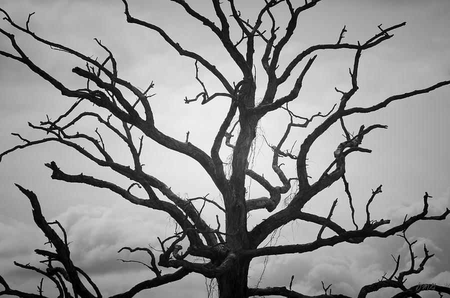 Ancient Oak Tree Photograph by David Gordon