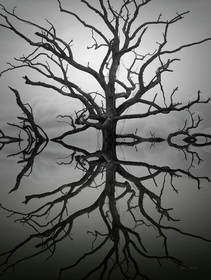 Ancient Oak Tree Montage Photograph by David Gordon