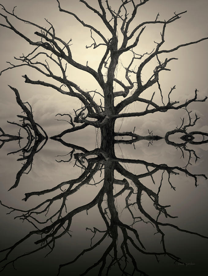 Nature Photograph - Ancient Oak Tree Montage Toned by David Gordon
