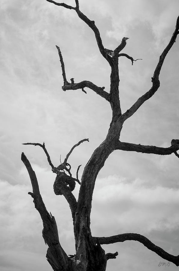 Ancient Oak Tree No. 2 Photograph by David Gordon