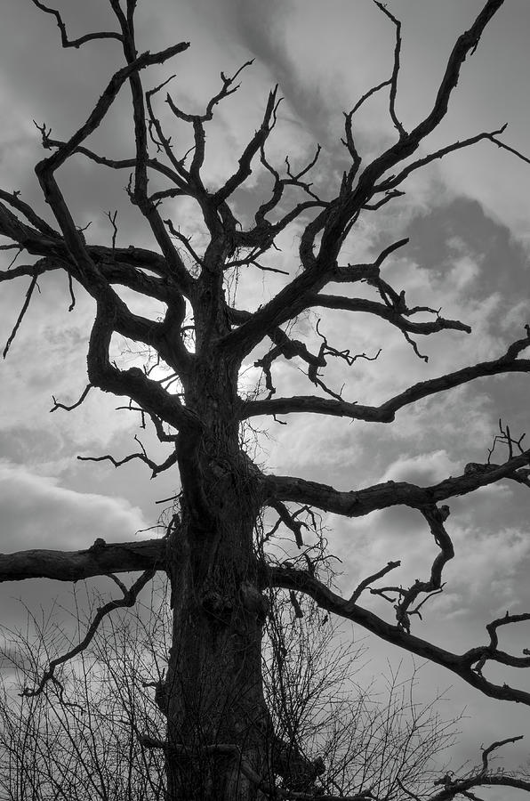 Ancient Oak Tree No. 4 Photograph by David Gordon