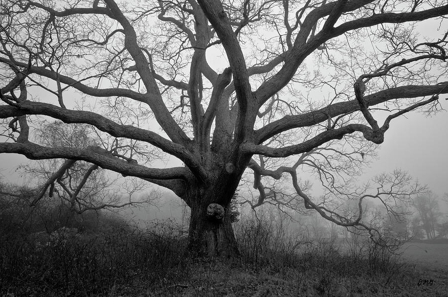 Ancient Oak Tree V - Sheep Pasture Photograph by David Gordon