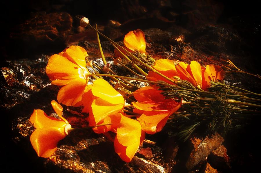 Flower Photograph - Ancient Offering by Wendy Rickwalt