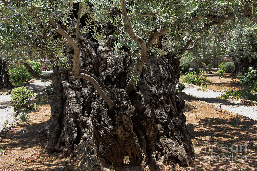 Ancient Olive Tree Photograph by Mae Wertz