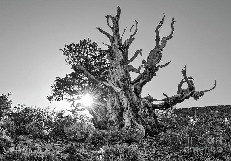 Nature Photograph - Ancient One by Jamie Pham