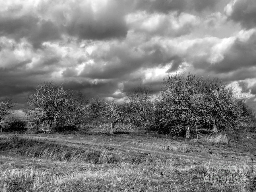 Apple Photograph - Ancient Orchard by William Tasker