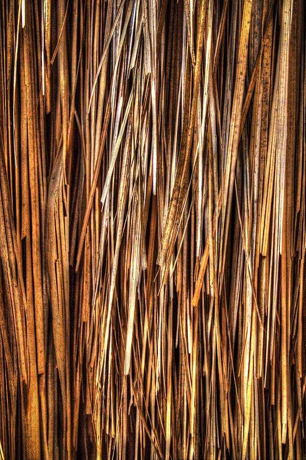 Ancient Palm Trunk Detail Photograph by Roger Passman