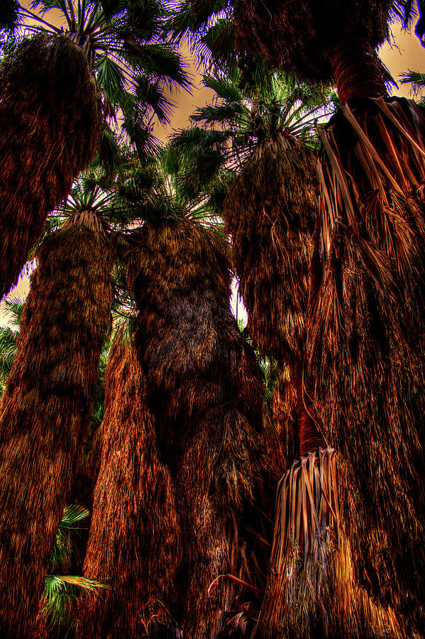 Ancient Palms at Thousand Palms Preserve Photograph by Roger Passman