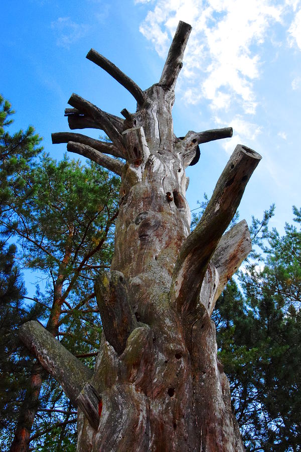 Ancient Pine Tree Photograph