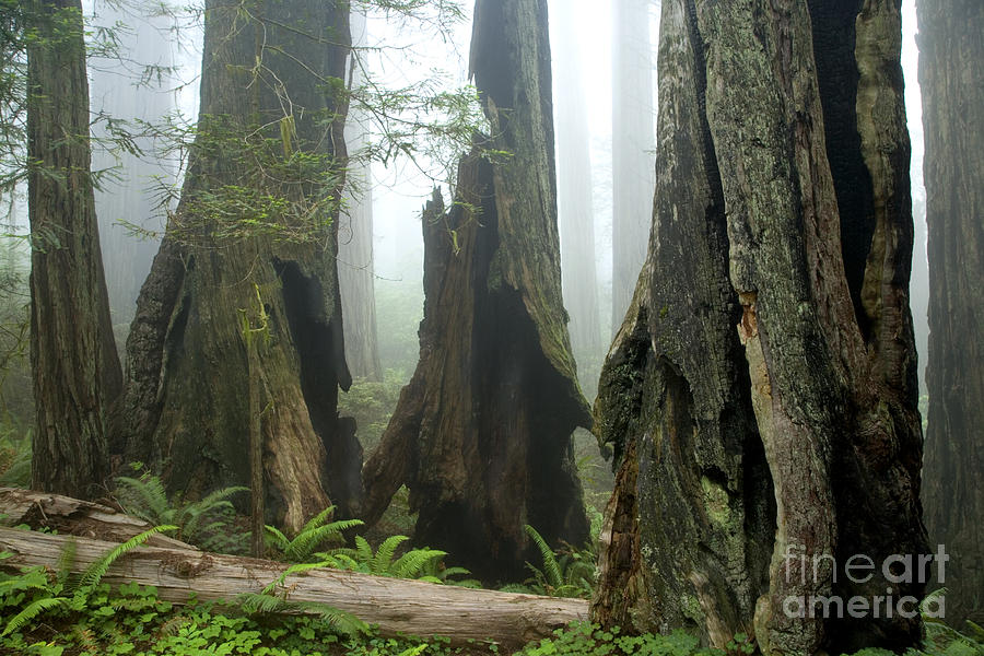 Ancient Redwood Forest Photograph by Inga Spence