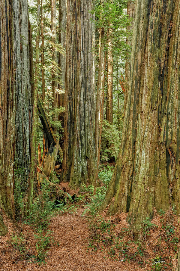 Ancient Redwoods Photograph by Jurgen Lorenzen