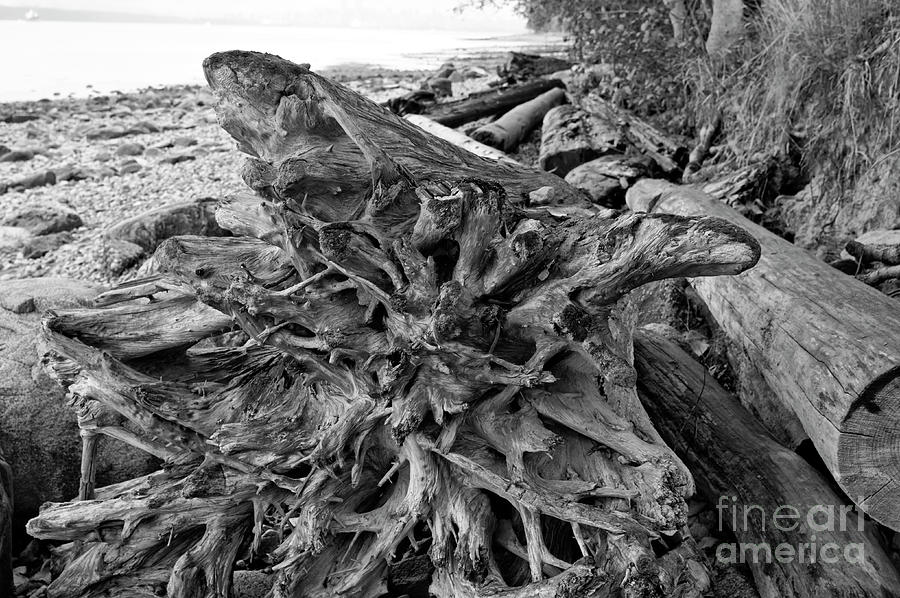 Ancient Roots Photograph by John  Mitchell