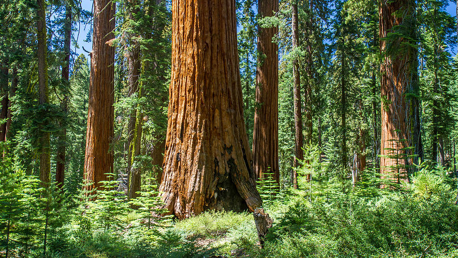 Ancient Sequoia Forest Photograph by Pierre Leclerc Photography