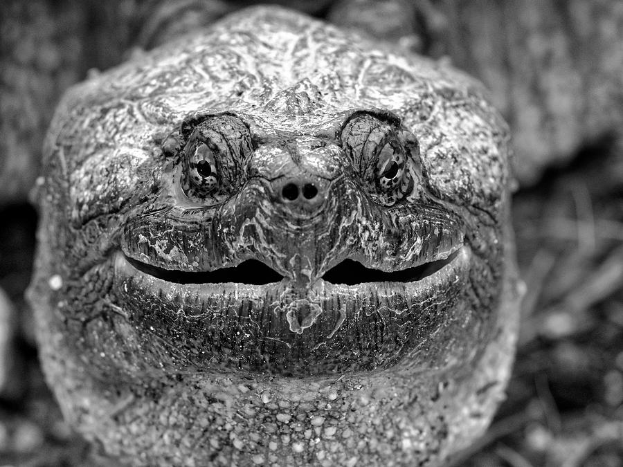 Ancient Snapping Turtle Smile Photograph by Scott Leslie - Pixels