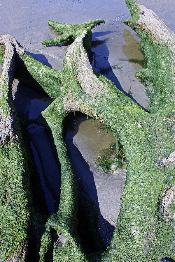 Ancient Spruce Roots Photograph by Kami McKeon