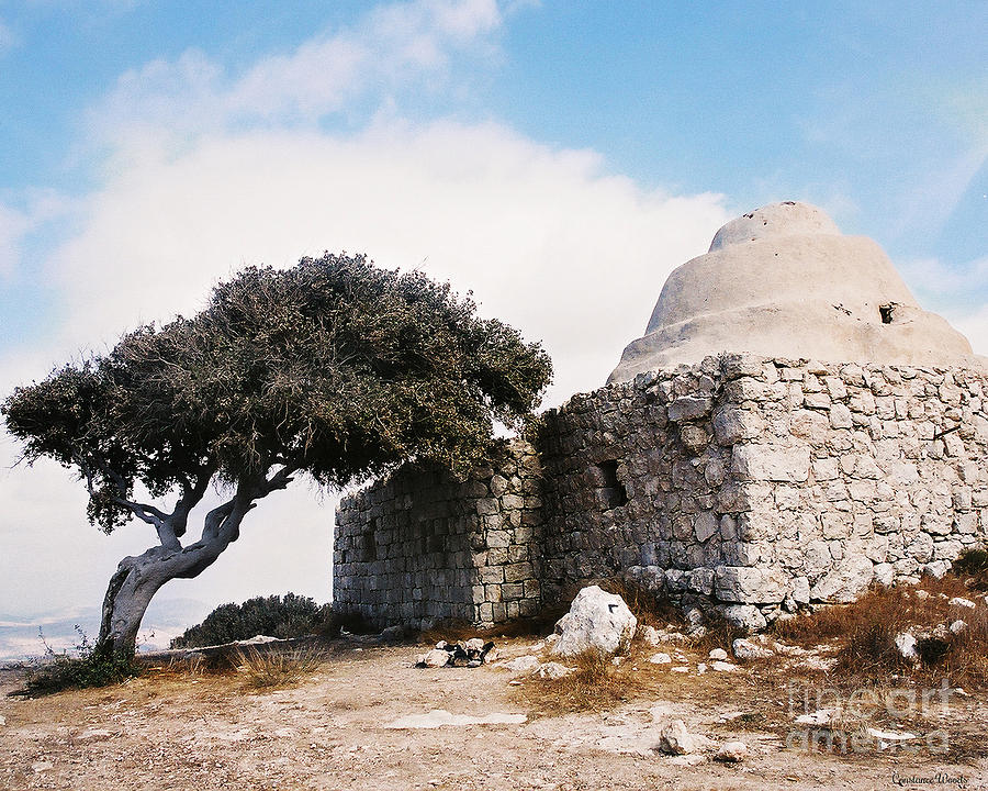 Ancient Stone and Olive Tree Photograph by Constance Woods