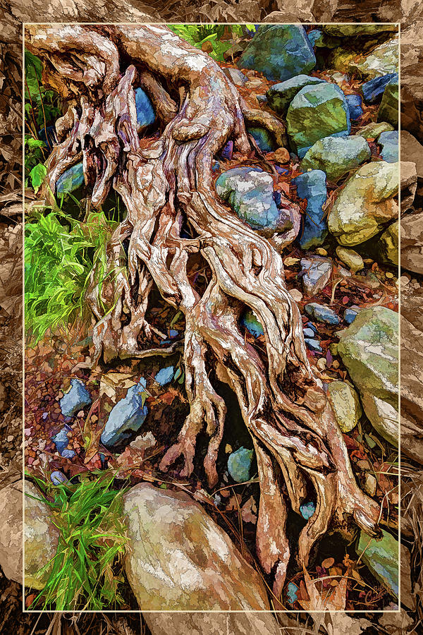 Ancient Sycamore Roots Photograph by ABeautifulSky Photography by Bill Caldwell