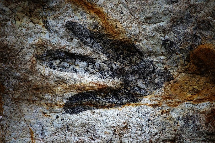 theropod footprint