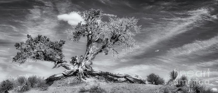 Ancient Tree BW Photograph by Jerry Fornarotto