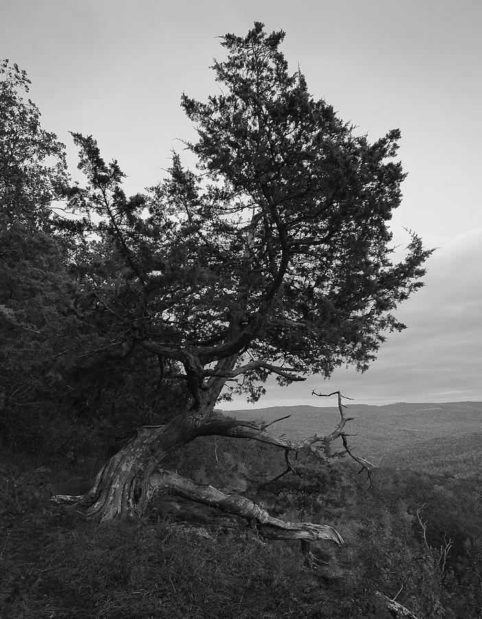 Ancient Tree Photograph by David Waldrop