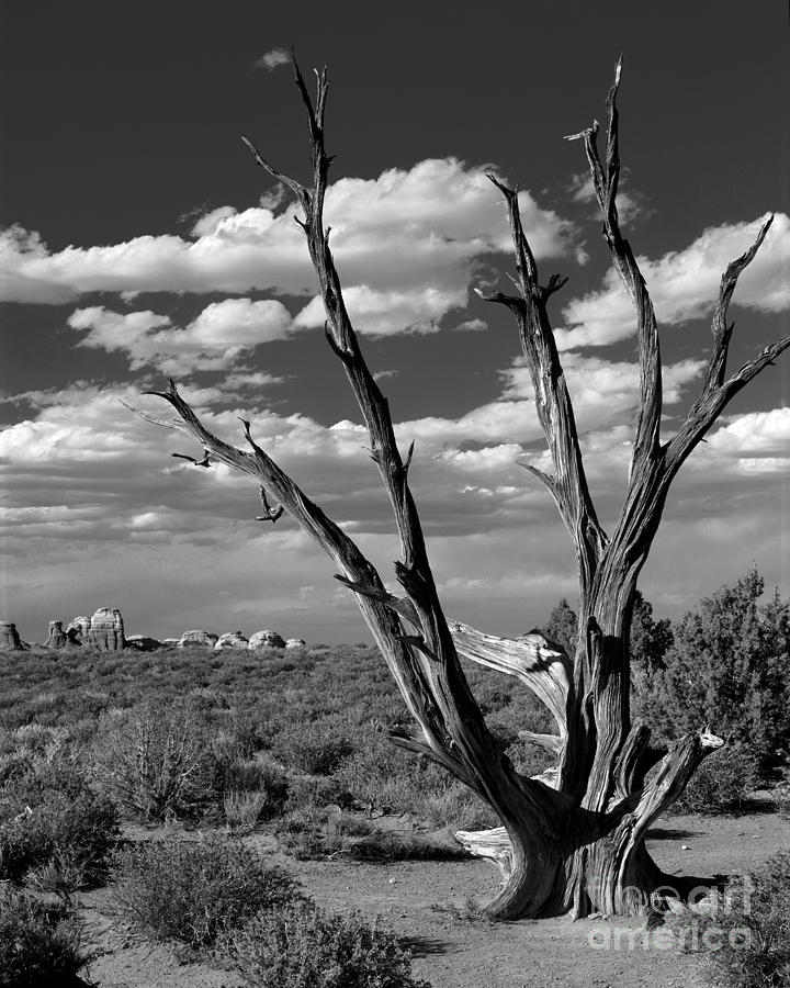 Ancient Tree in Arches National Park Photograph by Judith Kimbrell