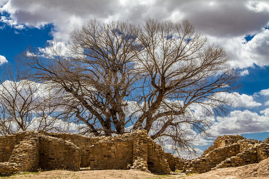 Ancient Tree Photograph by Ron Pate