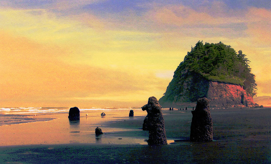 Ancient Trees at Neskowin Beach Photograph by Margaret Hood