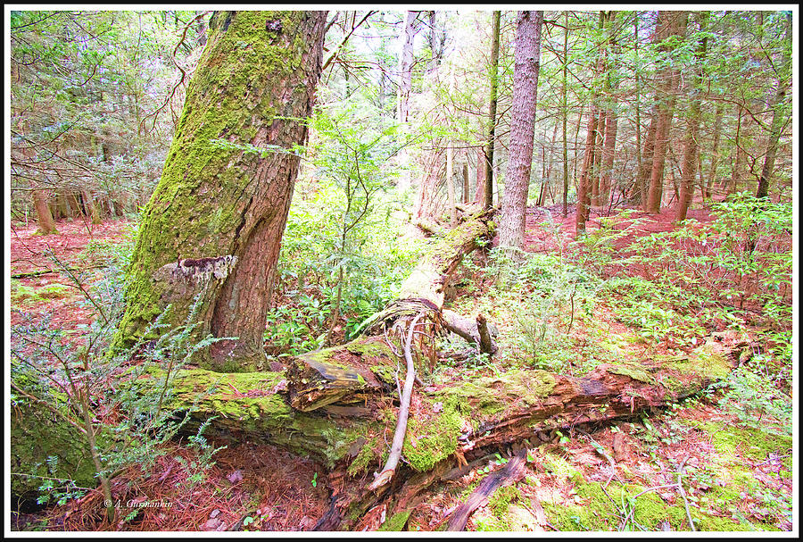Ancient Trees, Standing and Fallen Photograph by A Macarthur Gurmankin