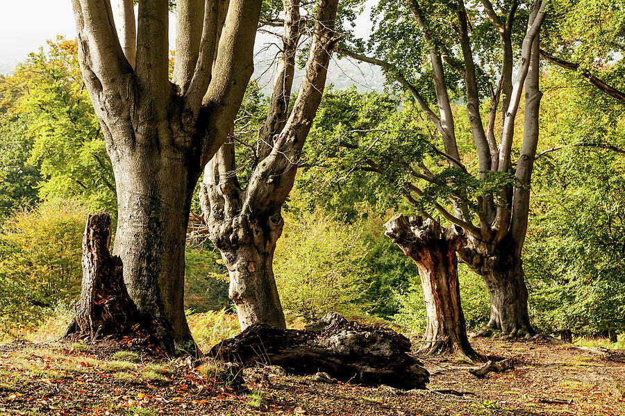 Ancient Woodland Photograph by Gary Rayner - Pixels