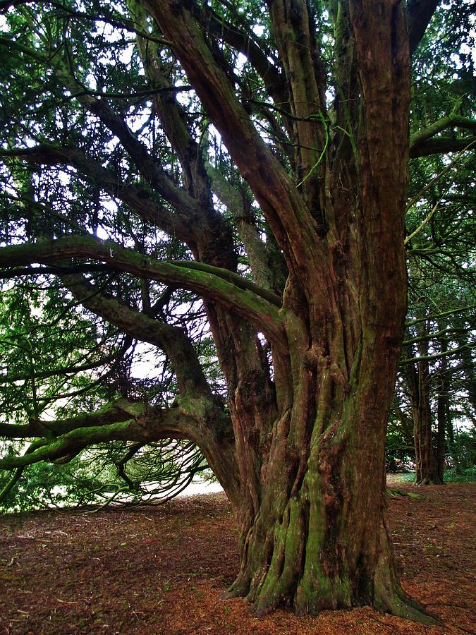 Ancient Yew Tree Photograph by CL Redding